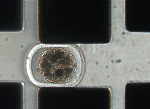 MEMS2012_sakuma2