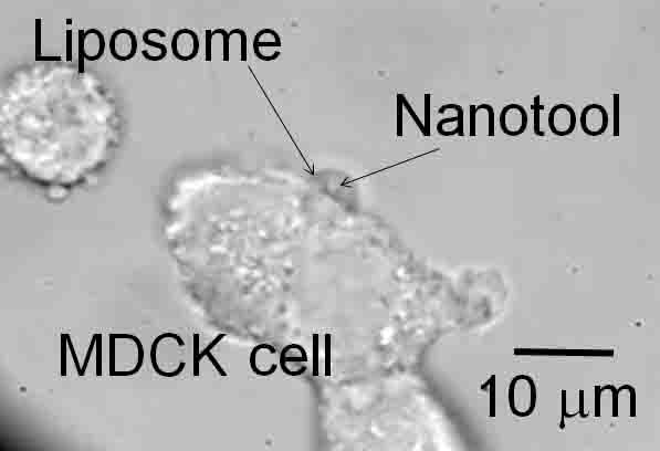 Robomec2010_maruyama_cell