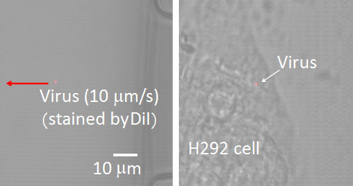 uTAS2010_Maruyama_Virus