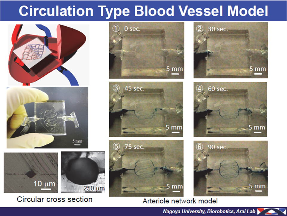 Circulation Type Blood Vessel Model